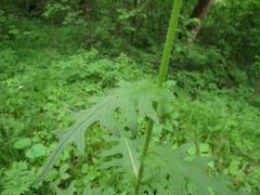 Cirsium schantarense
