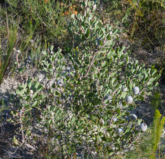 Isopogon trilobus