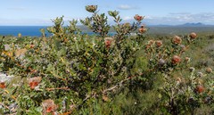 Banksia baxteri
