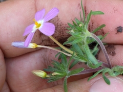 Leptosiphon latisectus