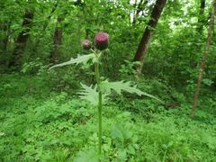 Cirsium schantarense