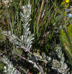 Adenanthos cuneatus
