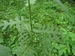 Cirsium schantarense
