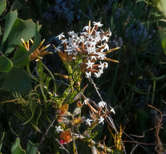 Lysinema ciliatum