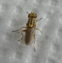 Pterygota