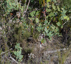 Hakea ferruginea