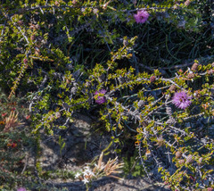 Melaleuca jonesii