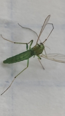 Chironomus