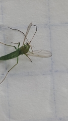 Chironomus
