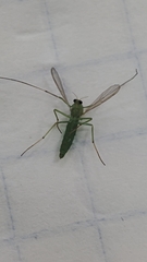 Chironomus