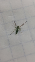 Chironomus