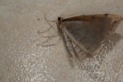 Taxeotis perlinearia