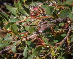 Hakea denticulata