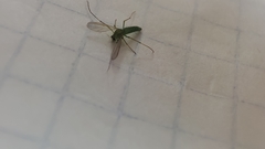 Chironomus