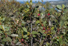 Eucalyptus tetraptera