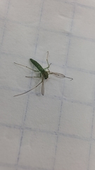 Chironomus