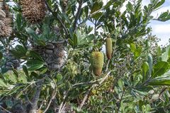Banksia lemanniana