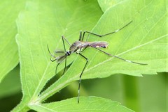 Toxorhynchites gravelyi