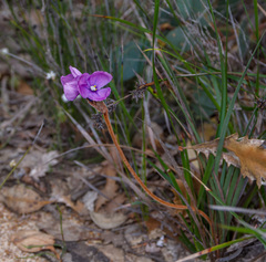 Patersonia lanata