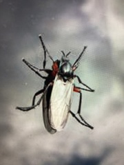 Bibio pomonae
