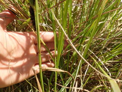 Carex sinclairii