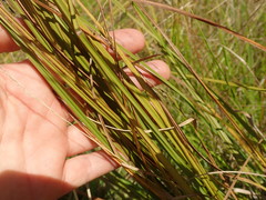 Carex sinclairii