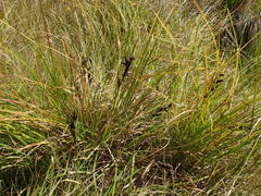 Carex sinclairii