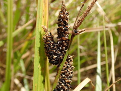 Carex sinclairii