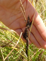 Carex sinclairii