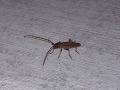 Aneflomorpha lineare