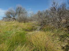 Carex sinclairii