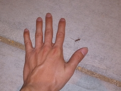 Aneflomorpha lineare