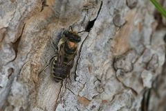 Megachile leachella