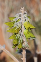 Crotalaria cunninghamii