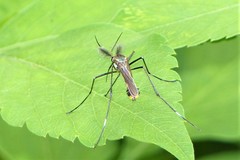Toxorhynchites gravelyi