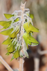 Crotalaria cunninghamii