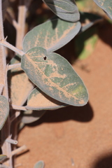 Crotalaria cunninghamii