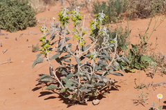 Crotalaria cunninghamii