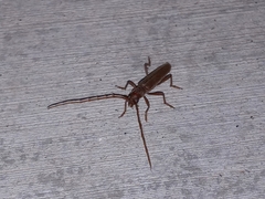 Aneflomorpha lineare