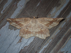 Euchlaena marginaria