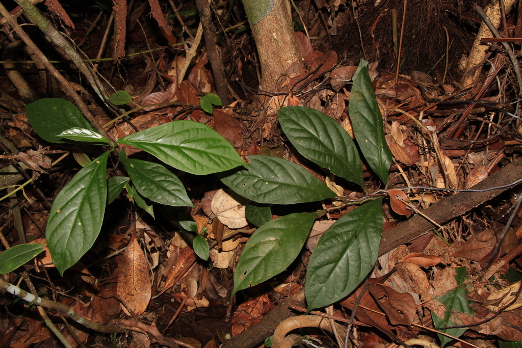 Lindera lucida