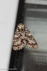 Acronicta fragilis