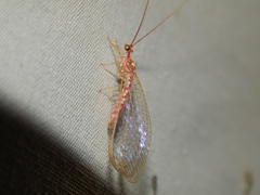 Dysochrysa furcata