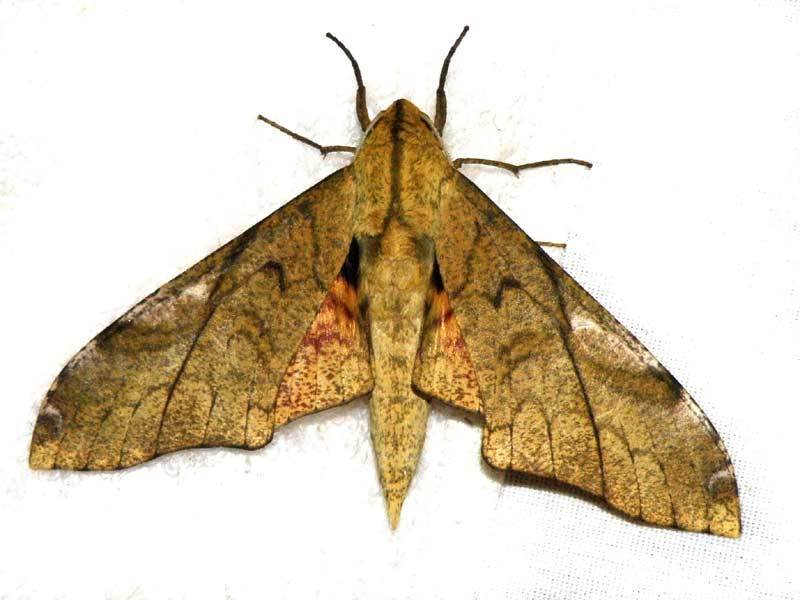 Platysphinx