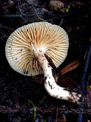 Camarophyllus pratensis gracilis