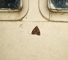 Chlumetia transversa