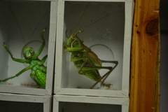 Gampsocleis gratiosa