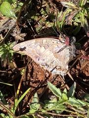 Charaxes guderiana guderiana