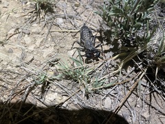 Mastigoproctus giganteus