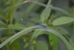 Pseudagrion malabaricum